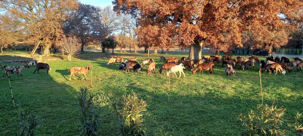 Gite La Truffiere Gras Екстериор снимка