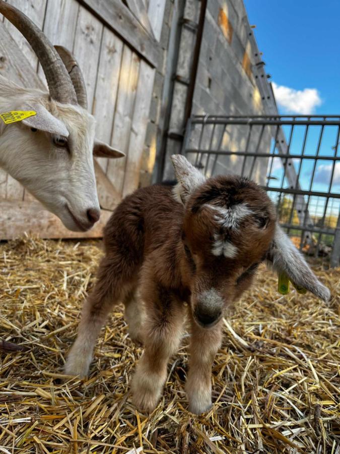 Gite La Truffiere Gras Екстериор снимка